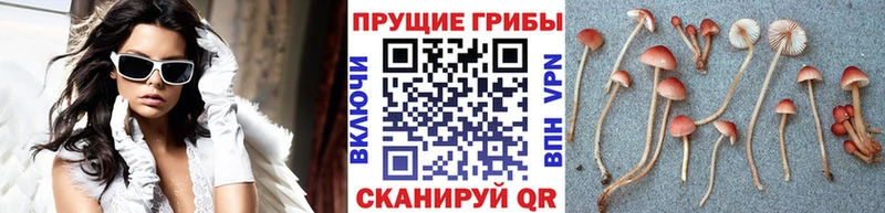 Галлюциногенные грибы Cubensis  Купить закладки  Аткарск 